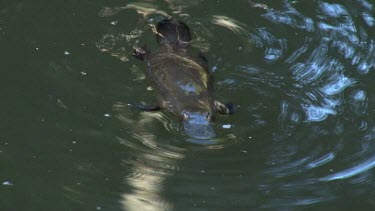 Platypus on surface 11, dives