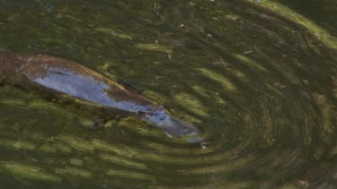 Platypus on surface 12, dives