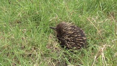 Short-beaked Echidna on the alert, hides, hand shot