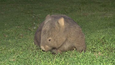 Wombat grazing at night front shot wide