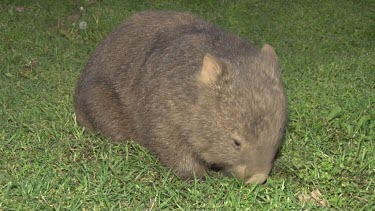 Wombat grazing at night front shot zoom