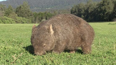Wombat grazing late afternoon, hand shot ground level 1