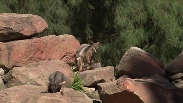 Yellow-foot Rock-Wallaby, pair