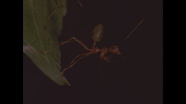 Red ants on leaf Zoom out grasshopper mouthparts moving