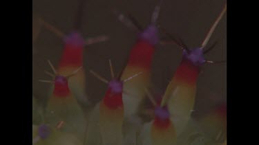 Caterpillar with very colourful spikes munches on leaf