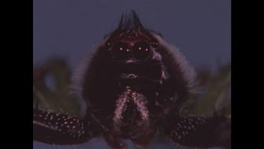 Jumping spider looking around