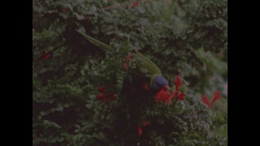 Rainbow lorikeet feeding on red flower, Grey bird with orange beak