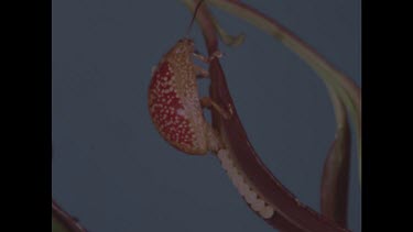 Insect laying eggs