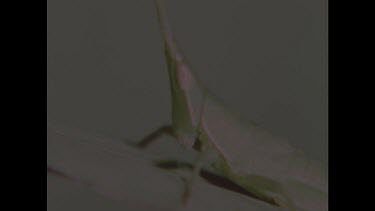 Grasshopper nymph