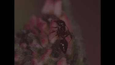 Ant cleaning antennae. Hover fly larva defends itself spitting out a offensive substance.