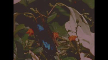 Blue Triangle Butterfly flying around flowers.