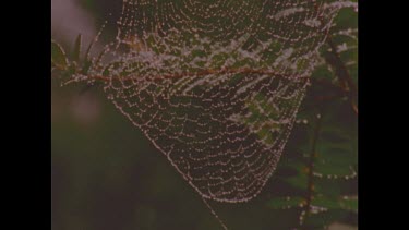 Large orb spider's web with moisture drops on strands. Looks like jewellery