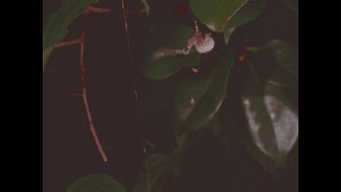 bolas spider producing a silk thread from her spinnerets