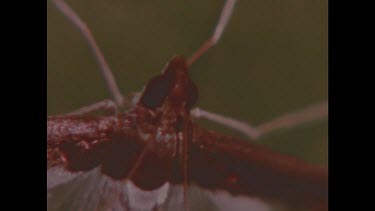 Insect waving tail as bait.