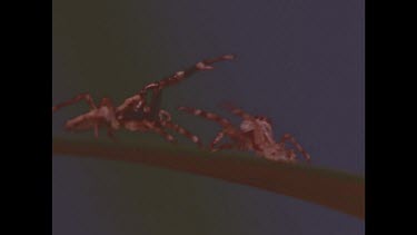 Two jumping spiders fighting. Dueling with outstretched forelegs