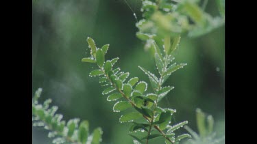 Sunlight illuminates water droplets on edges of leaves making image seem surreal, iconic. Large orb shaped spider's web. Sunlight reflecting off water droplets.