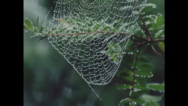 Detail of spider's web. Sunlight reflecting off water droplets. Blowing in wind gentle breeze.