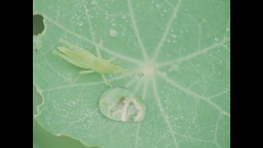 Zoom out. Green insect on green leaf