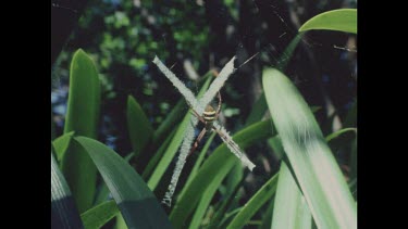 Large orb spider in centre of web camouflaged by cross pattern on web.