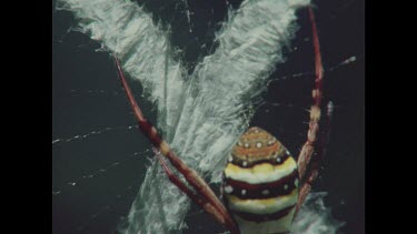 Detail of web pattern. Large orb spider in centre of web camouflaged by cross pattern on web.