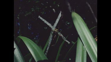 Large orb spider in centre of web camouflaged by cross pattern on web.