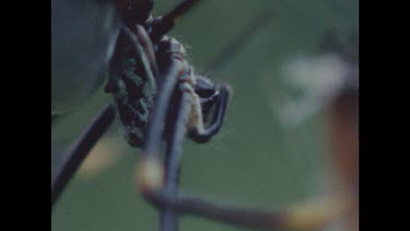 Spider cleaning mouthparts. Zoom out to wrapped prey hanging from web.