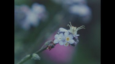 Crab spider in ambush position on flower