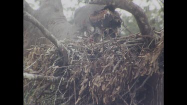 Chick feeding on meat