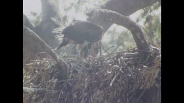 Chick feeding on meat