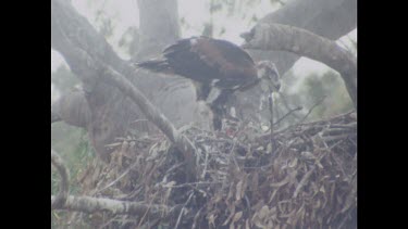 Chick defecates aiming outside nest so as not to dirty nest