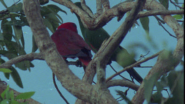Male Eclectus Parrot and Female Eclectus Parrot perched on tree