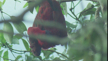 Male Eclectus Parrot hanging upside down