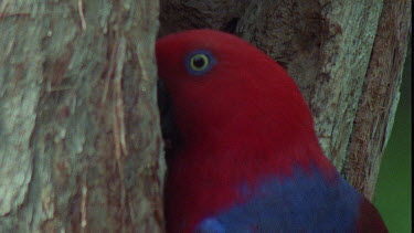 Male Eclectus Parrot at Nesting Hole