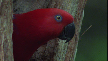 Male Eclectus Parrot at Nesting Hole