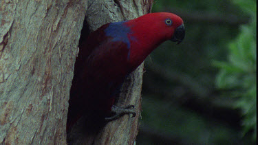 Male Eclectus Parrot at Nesting Hole