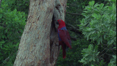 Male Eclectus Parrot at Nesting Hole