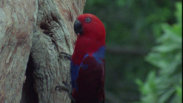 Male Eclectus Parrot at Nesting Hole