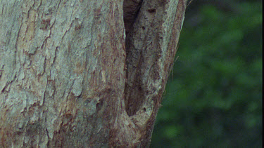 Male Eclectus Parrot at Nesting Hole