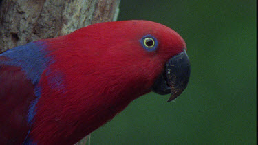 Male Eclectus Parrot at Nesting Hole