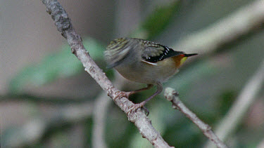 Pardalote