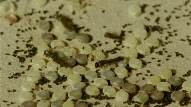 silkworm eggs and silkworm caterpillars