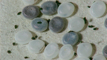 silkworm eggs -some silkworm eggs hatching - one is merging out of egg