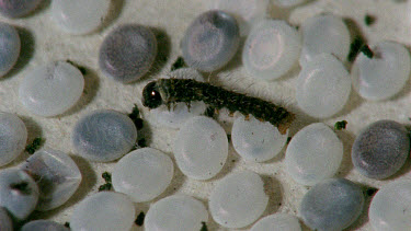 silkworm eggs and silkworm caterpillars