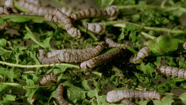 mature silkworm caterpillars eating on leaves