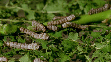 mature silkworm caterpillars eating on leaves