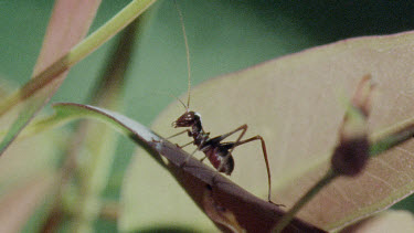 Nymph Katydid