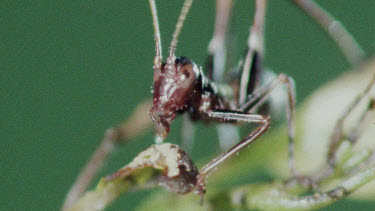 Nymph Katydid