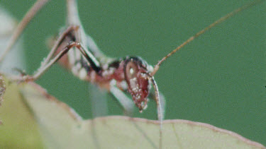 Nymph Katydid