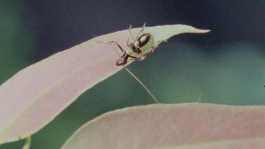 Nymph Katydid