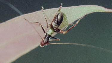 Nymph Katydid